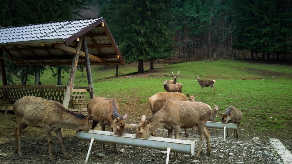 Evergreen Chalet Avrig Zewnętrze zdjęcie